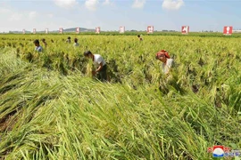Nông dân thu hoạch lúa trên một cánh đồng ở Triều Tiên ngày 7/9/2019. (Nguồn: Yonhap/TTXVN) 