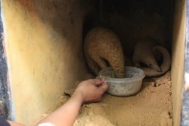 Cho tê tê ăn. (Ảnh: Ninh Đức Phương/TTXVN)