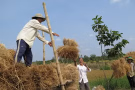 Nông dân tại ấp 6, xã Bình Thành, huyện Giồng Trôm, Bến Tre thu gom rơm về cho bò ăn. (Ảnh: Hồng Nhung/TTXVN)