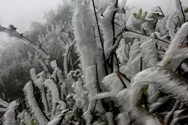 Băng giá đã xuất hiện tại đỉnh đèo Khau Phạ ( xã Cao Phạ) và đỉnh Kháu Nha (xã La Pán Tẩn), xã Mù Cang Chải-Yên Bái. (Ảnh: Đỗ Anh tuấn/TTXVN)