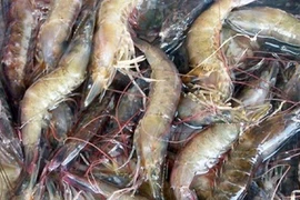 EMS là hội chứng vi khuẩn truyền nhiễm khiến hệ thống tiêu hóa của tôm bị hủy hoại. (Nguồn: chiangmai-mail.com)