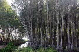 (Ảnh minh họa: Lê Sen/TTXVN)