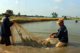 Nông dân tỉnh Cà Mau thu hoạch tôm. (Ảnh: Nguyễn Thanh Liêm/TTXVN)