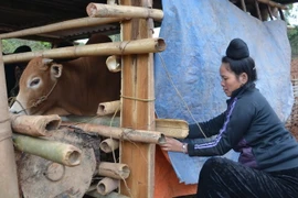 Người dân bản Tò Lọ, xã Chiềng Đen, thành Phố Sơn La, căng bạt che kín chuồng trại chống rét cho gia súc. (Ảnh: Công Luật/TTXVN)