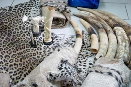 Nhà chức trách Côte d'voire trưng bày số ngà voi thu giữ trong các chiến dịch chống buôn lậu tại Abidjan ngày 9/5. (Nguồn: AFP/TTXVN)
