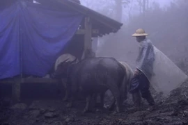 Người dân thôn Can Hồ B, xã Bản Khoang, huyện Sa Pa căng bạt che chắn chuồng trại, chủ động phòng, chống rét cho gia súc. (Ảnh: Thế Duyệt/TTXVN)