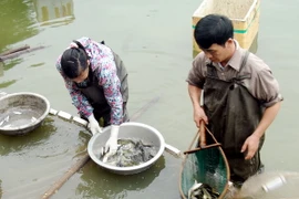 Hà Nội: Thông tin thủy sản nhiễm kim loại là không chính xác