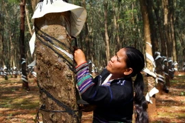 Cạo mủ cao su. (Ảnh: Dương Giang/TTXVN) 