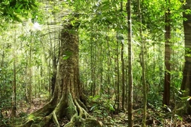 Ảnh minh họa. (Nguồn: inhabitat.com)