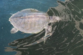 Rùa được nuôi trong Khu cứu hộ sinh vật biển trước khi thả ra môi trường tự nhiên. (Ảnh: Nguyễn Thành/TTXVN)