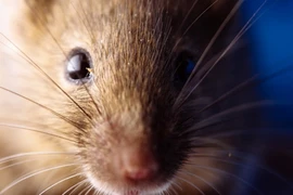 Ảnh minh họa. (Nguồn: clarin.com)