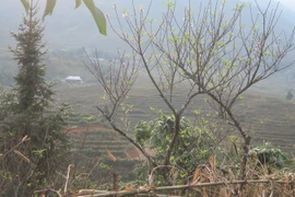 (Ảnh minh họa: Lục Hương Thu/TTXVN)