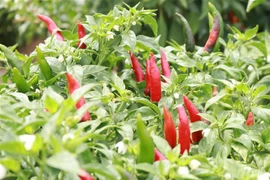 Ớt được thu mua tại ruộng với giá dao động từ 25.000-30.000 đồng/kg, thậm chí có thời điểm lên đến 45.000 đồng/kg. (Ảnh: Nguyễn Thành/TTXVN) 