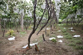 Hàng chục nghìn gốc nho sắp thu hoạch bị chặt trong đêm