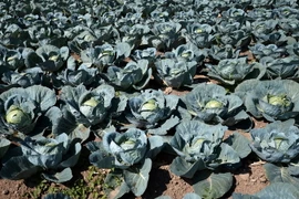 Cánh đồng cải bắp bị ảnh hưởng của thời tiết nắng nóng tại Geispolsheim, miền tây nước Pháp ngày 6/8. (Nguồn: AFP/TTXVN)