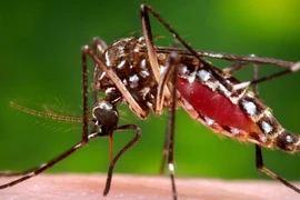 Muỗi Aedes, vật trung gian lây truyền virus Zika. (Nguồn: cbc.ca)
