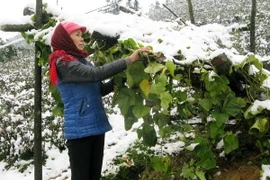 Lào Cai thiệt hại gần 10 tỷ đồng do mưa tuyết và giá rét