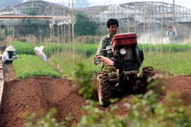 Làm đất chuẩn bị trồng những luống hoa mới. (Ảnh: Huy Hùng/TTXVN)