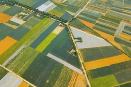 [Photo] Chiêm ngưỡng những thảm dứa Đồng Giao đẹp mê hồn