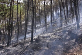 Hiện trường vụ cháy rừng thông ở núi Tam Thai. (Ảnh: Hồ Cầu/TTXVN) 