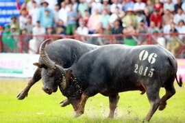 Trận đấu giữa trâu số 06 và trâu số 10. (Ảnh: Lâm Khánh/TTXVN)