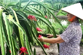 Thu hoạch thanh long. (Ảnh: Kim Há/TTXVN)