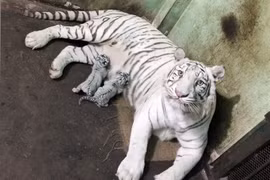 Hổ Bengal trắng quý hiếm được nhân giống thành công tại Thảo Cầm Viên Sài Gòn năm 2015. (Nguồn: TTXVN)