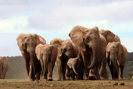 Đàn voi châu Phi tại Công viên Quốc gia Addo Elephant, cách ngoại ô Port Elizabeth khoảng 60km. (Nguồn: AFP/TTXVN)