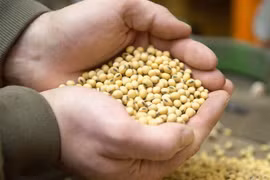 Đậu nành được thu hoạch tại một nông trại ở bang Iowa, Mỹ. (Nguồn: EPA-EFE/TTXVN) 