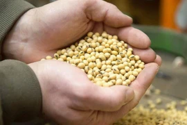 Đậu nành được thu hoạch tại một nông trại ở bang Iowa, Mỹ. (Nguồn: EPA-EFE/TTXVN) 