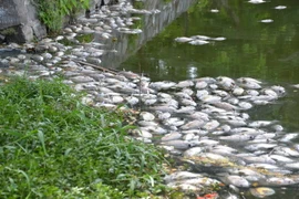 (Ảnh minh họa: Đinh Văn Nhiều/TTXVN)