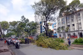 Cây cổ thụ trên đoạn đường Lê Lợi trước Nhà hát Thành phố đang được di dời. (Ảnh: Mạnh Linh/TTXVN)
