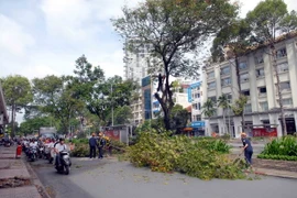 Cây cổ thụ trên đoạn đường Lê Lợi trước Nhà hát Thành phố đang được di dời. (Ảnh: Mạnh Linh/TTXVN)