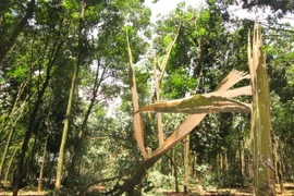 Ảnh minh họa. (Nguồn: TTXVN)