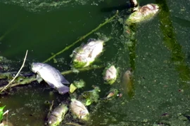 (Ảnh minh họa: Thế Lập/TTXVN)