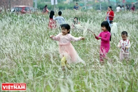 [Photo] Hà Nội thơ mộng, mênh mang trong mùa lau trắng