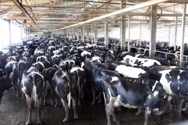 Bò tại trang trại của TH True Milk tại huyện Nghĩa Đàn, Nghệ An. (Ảnh: Đình Huệ/TTXVN)