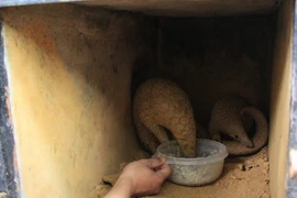 Nuôi tê tê lại Rừng quốc gia Cúc Phương. (Ảnh: Ninh Đức Phương/TTXVN)