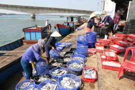Các thương lái bắt đầu thu mua hải sản trở lại. (Ảnh: Thanh Thủy/TTXVN)
