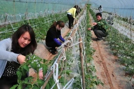 Ảnh minh họa. (Nguồn: jing111.com)