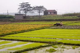 (Ảnh minh họa: Ngọc Hà/TTXVN)