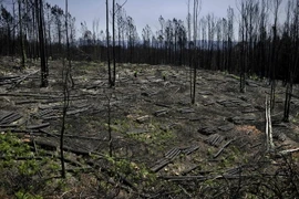 Cây cối bị thiêu rụi sau đám cháy rừng ở Castanheira de Pera, Bồ Đào Nha ngày 9/8. (Nguồn: AFP/TTXVN)
