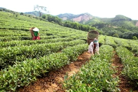 Khai thác chè tại vùng tái định cư Thủy điện Bản Vẽ. (Ảnh: Thanh Tùng/TTXVN)