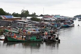 (Ảnh minh họa: Kim Há/TTXVN)