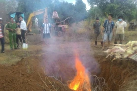 Cơ quan chức năng tiêu hủy thịt lợn thối. (Ảnh: Sỹ Tuyên/TTXVN)