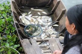 Một hộ nuôi cá bè vớt cá chết từ bè. (Ảnh: Sỹ Tuyên/TTXVN)