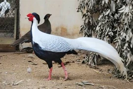 Hà Giang: Thả 3 cá thể động vật hoang dã quý hiếm về rừng 