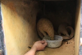 (Ảnh minh họa: Ninh Đức Phương/TTXVN)