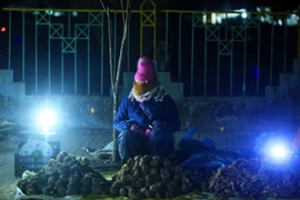 (Ảnh minh họa: Phan Tuấn Anh/TTXVN)