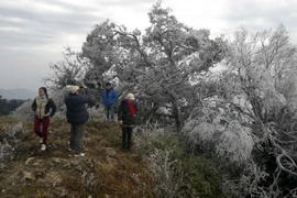 (Ảnh minh họa: Quốc Đạt-Văn Vượng/TTXVN)